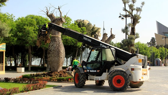 Am Baku Boulevard werden letzte Bäume gepflanzt.  Foto: Julian Rausche