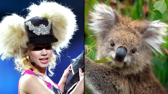 Zum Verwechseln ähnlich: Sängerin der Band 2B (links) und ein Koalabär (rechts). © picture alliance / Arco Images GmbH 