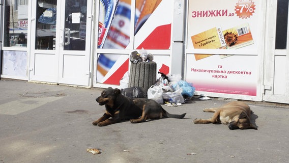 Zwei Hunde liegen auf einem Gehweg vor einem Geschäft in der Ukraine. © PETA Deutschland e.V. 