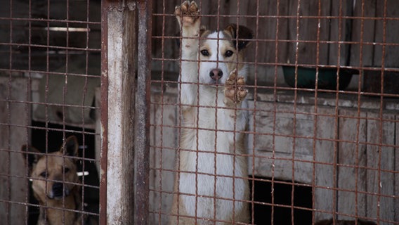 Gefangene Hunde in einem Käfig in der Ukraine. Gefangene Hunde in einem Käfig in der Ukraine. © PETA Deutschland e.V.