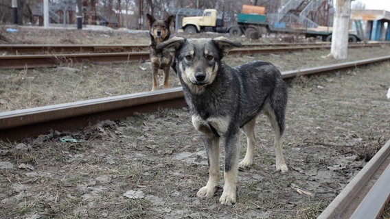 Zwei Hunde stehen zwischen Bahngleisen in der Ukraine. © PETA Deutschland e.V. 