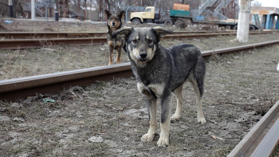 Zwei Hunde stehen zwischen Bahngleisen in der Ukraine. Zwei Hunde stehen zwischen Bahngleisen in der Ukraine. © PETA Deutschland e.V.