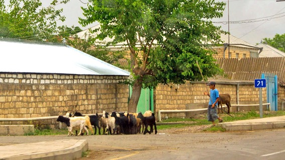 Schafe werden durchs Dorf getrieben. © NDR 