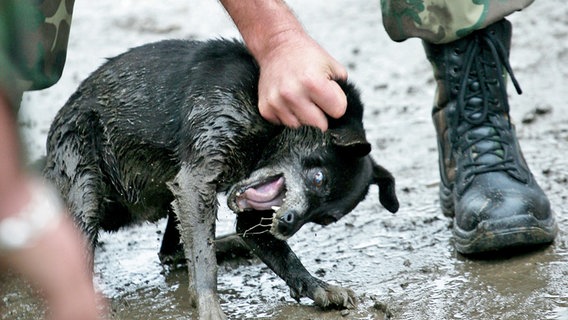 Eine Hand zieht brutal am Nacken eines Hundes (Aufnahme: Rumänien im August 2009) © dpa Foto: Db Etn
