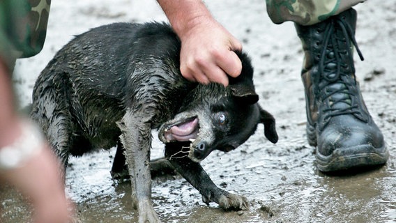 Ein Tierfänger in Kronstadt, Rumänien, fasst einen Straßenhund brutal am Nacken (Aufnahme von August 2009) © dpa Foto: Db Etn