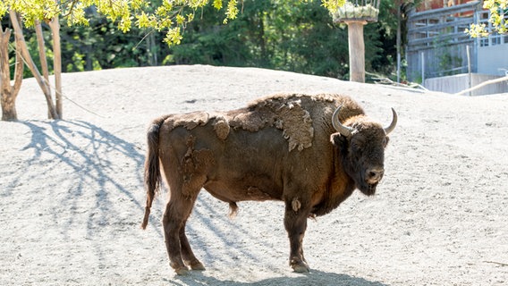 Ein Wisent steht im Gehege. © NDR/Rolf Klatt Foto: Rolf Klatt