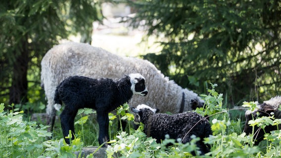 Ein Mutterschaf mit zwei Lämmern futtert Gras. © NDR/Rolf Klatt Foto: Rolf Klatt