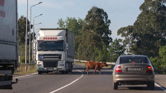 Eine Kuh auf einer Straße in Georgien © NDR 