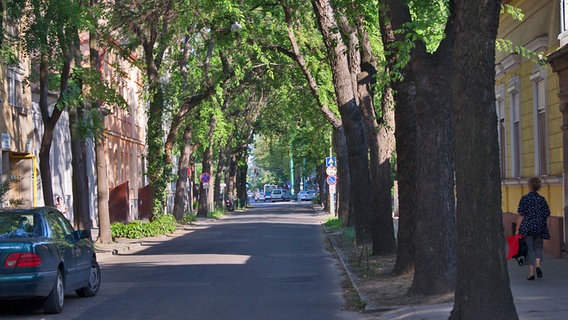 Grüne Allee in Szegedin  