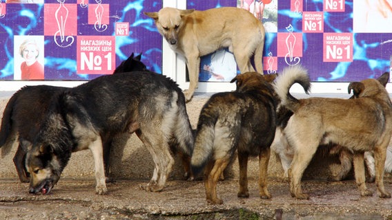 Streunende Hunde in der ukrainischen Stadt Evpatoria (Aufnahme vom 30.3.2011) © dpa/picture alliance Foto: Pavlishak Alexei