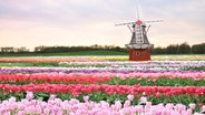 Eine Windmühle in einem bunten Tulpenfeld © picture alliance/Bildagentur-online Foto: Bildagentur-online/Svetlanna