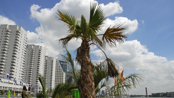 Im kleinen Leuvehoofdpark von Rotterdam steht eine Palme.  Foto: Michael Zengers